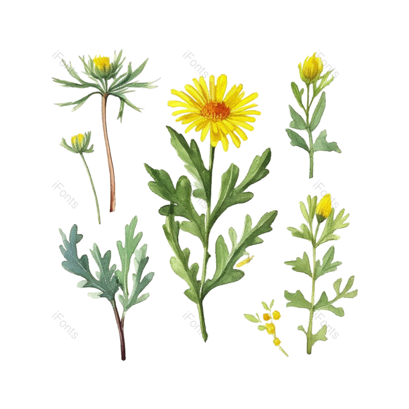 向日葵手绘图片,花卉元素,花草PNG,花朵免抠素材